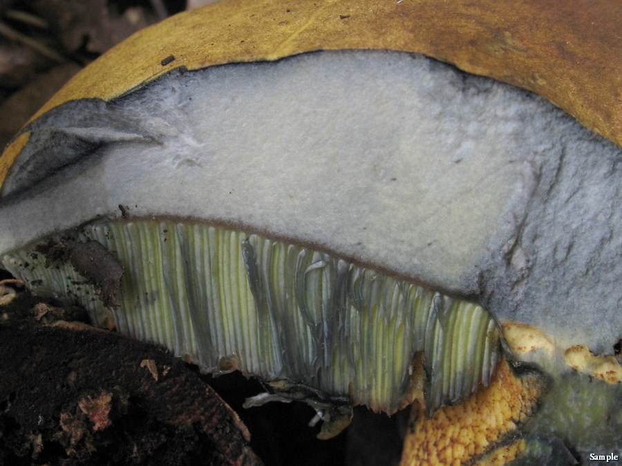 Boletus luridus lucido